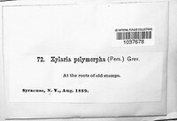 Xylaria polymorpha image